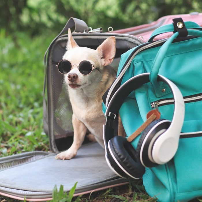 Close,Up,Image,Of,Brown,Chihuahua,Dog,Wearing,Sunglasses,,Sitting